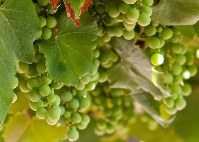 Hostel A Casa De Dora